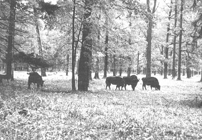European bison. Three zapovedniks, Oksky, Bieloweza Puszcza, and Kavkazsky, contributed to restoration efforts of this animal