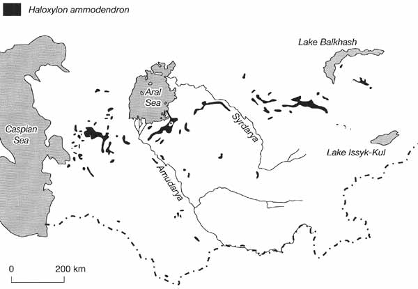 Areas of the extensive distribution of Haloxylon ammodendron