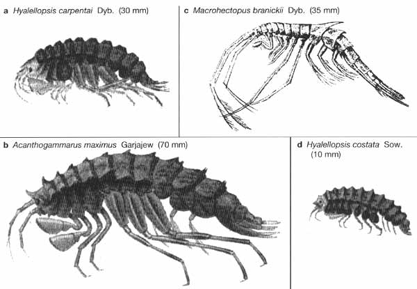 Some examples of Baikalian amphipods. (a) Hyalellopsis carpenteri Dyb. (30 mm), (b) Acanthogammarus maximus Garjajew (70 mm), (c) Macrohectopus branickii Dyb. (35 mm), (d) Hyalellopsis costata Sow. (10 mm)