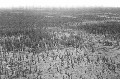 Open larch forests in Central Siberia